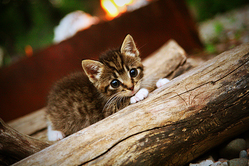 开云体育登录-从巴林沙漠到南美大陆,F1揭幕战激情与南美足球暗流
