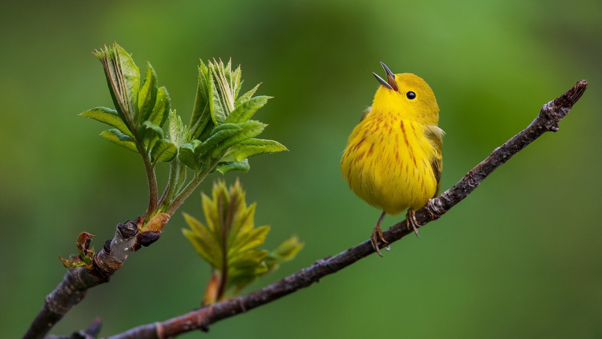 德甲争冠战之夜，C罗大场面先生阴影下的一轮决战