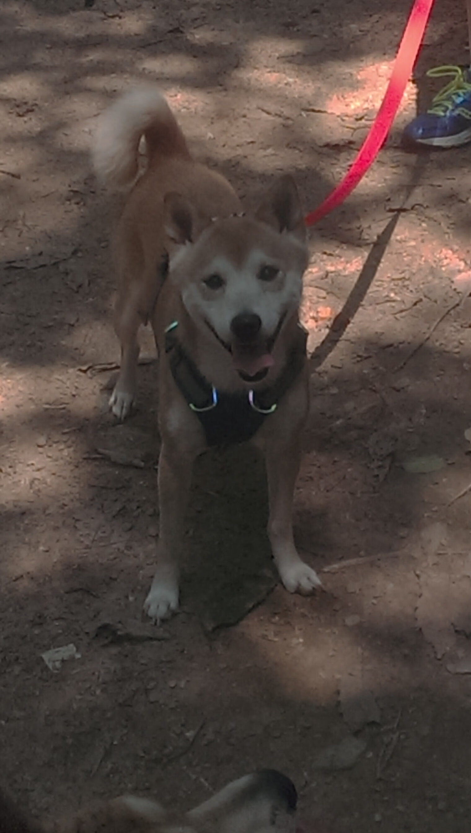 开云体育平台APP-冰与火之歌，戈麦斯一剑封喉背后，非洲足球的命运分野