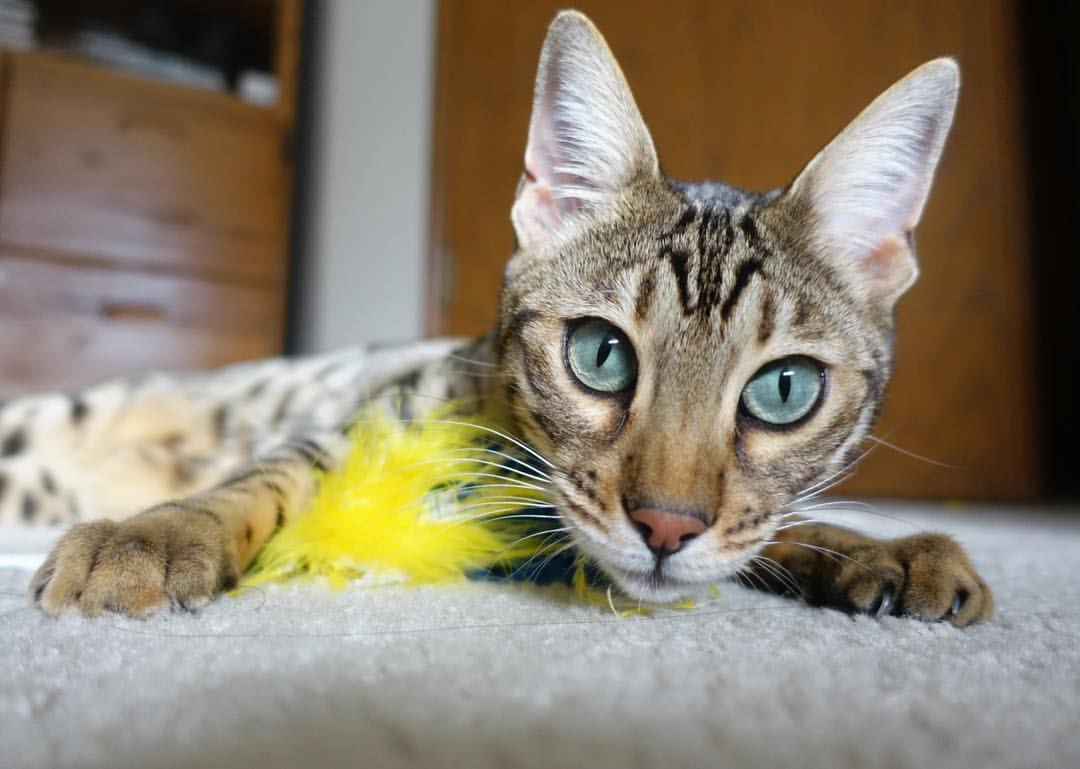 开云体育在线-三分箭雨与死亡缠绕,火箭如何用团队暴力美学强行终结勇士王朝?