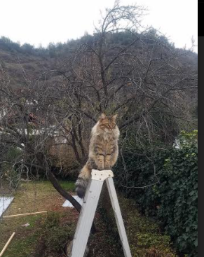 开云体育app-船沉金州,鹰扬扶桑,当哈登在2026年为自己按下快进键