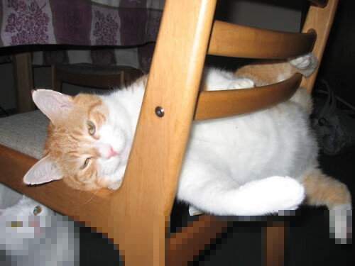 开云体育中国-改写篮球算法,当锡安的野兽节奏撕裂雄鹿与老鹰的精密程序