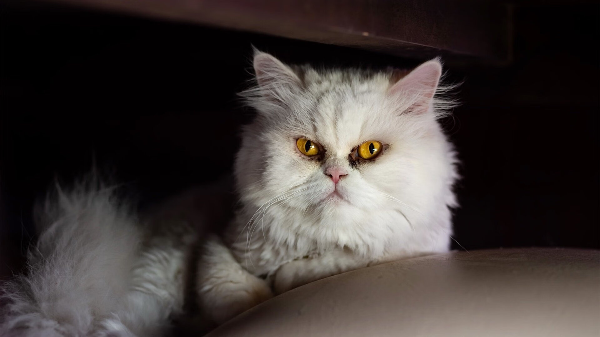 跨界篮球风云,恩比德爆发下的篮网节奏掌控与广东队的智慧应对