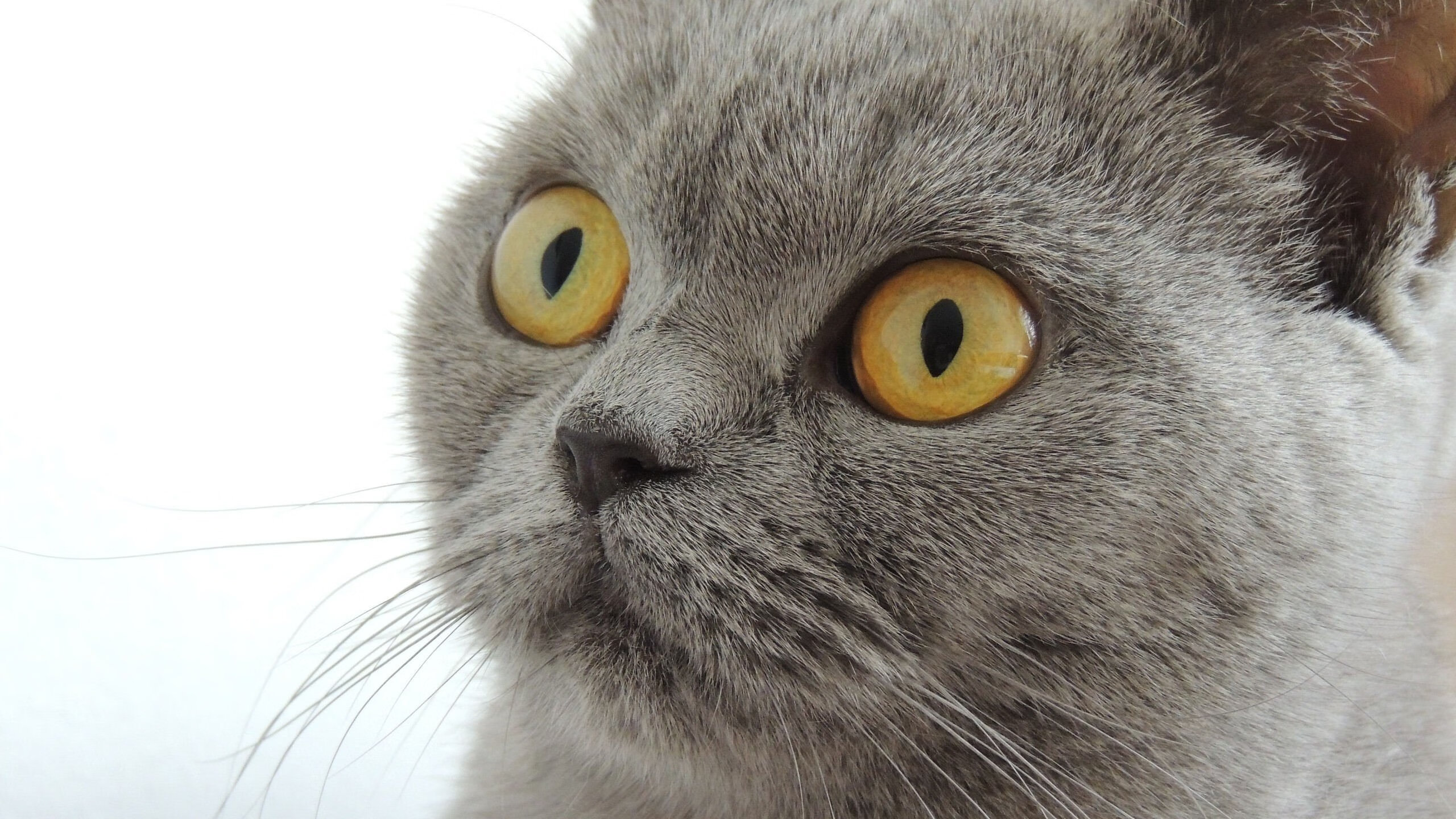 燎原之火与定海神针，当团队压制撞上个人接管，季后赛最锋利的双刃