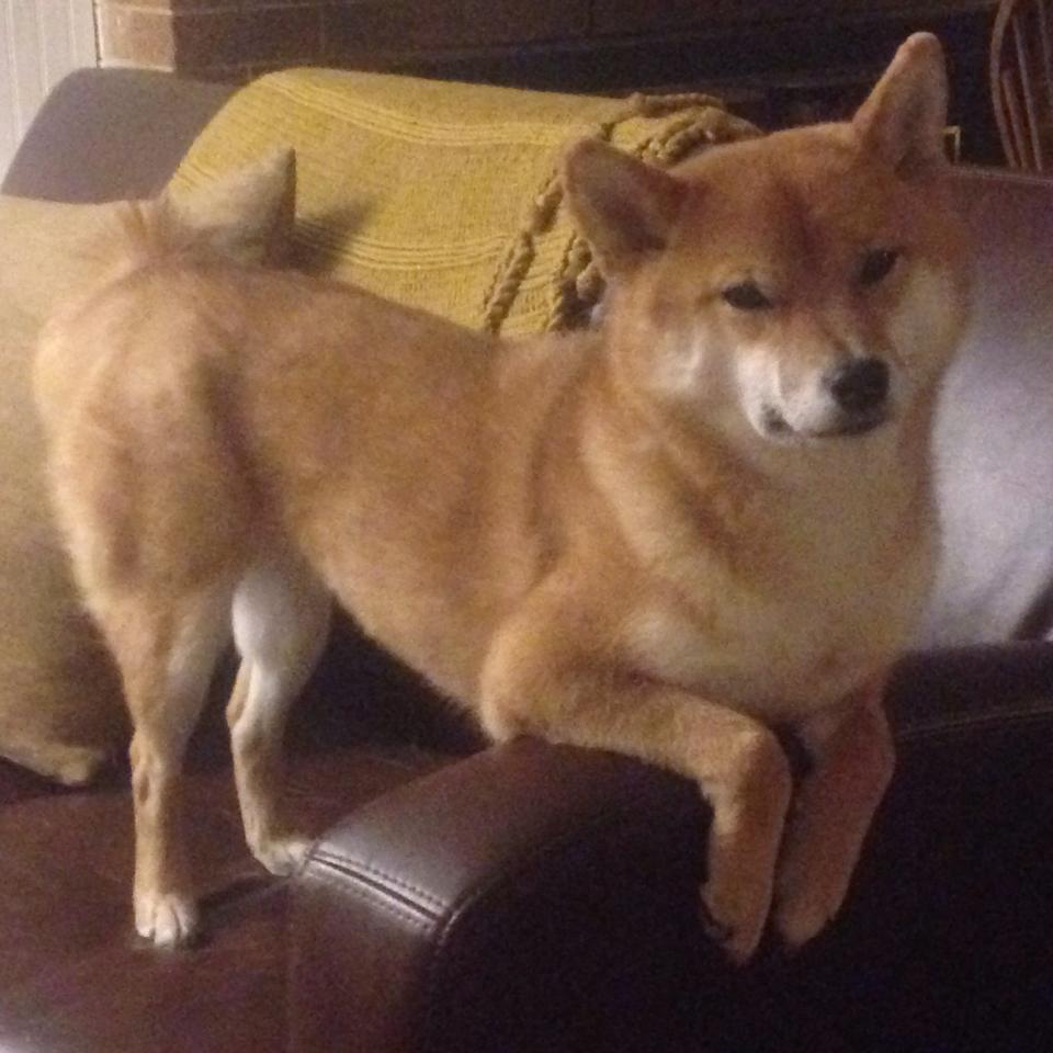 北京烤鸭与凤凰城的烈日，当首钢在NBA总决赛的决胜局遭遇太阳