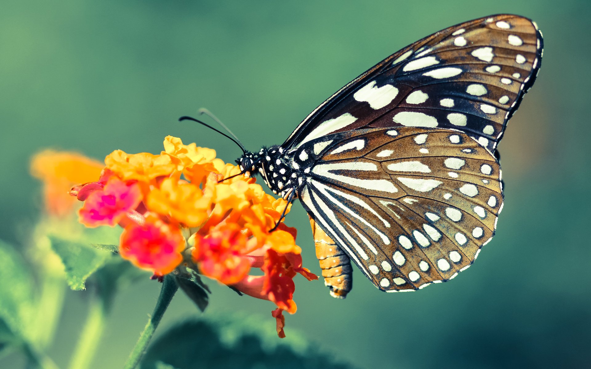 牙买加爆冷淘汰那不勒斯，凯恩关键一击定江山