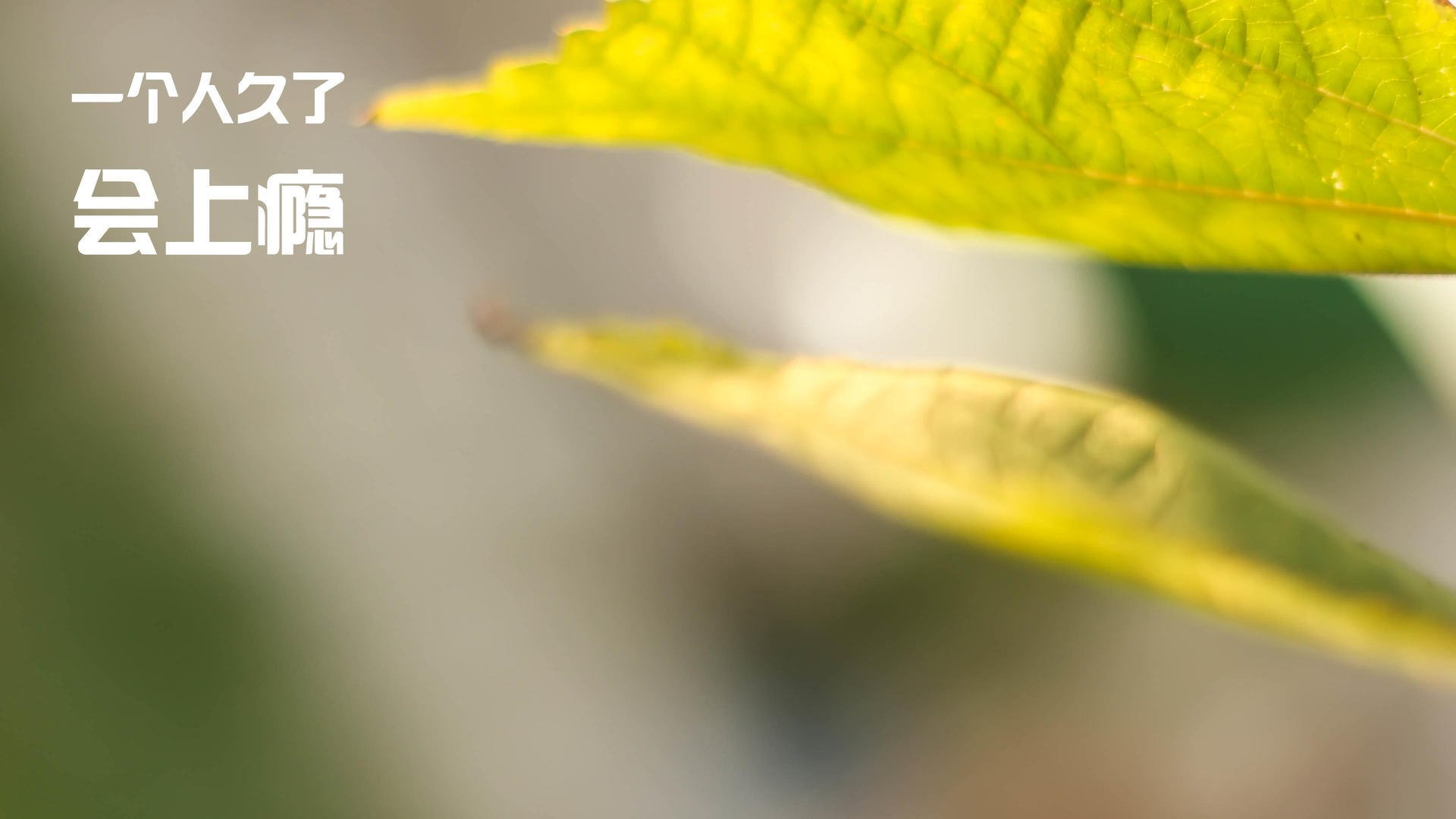 时空交汇的篮球盛宴，辽宁队巅峰对决NBA老鹰，杜兰特成关键先生