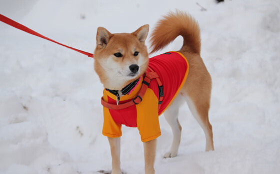 开云-从哈弗茨的稳定到安哥拉的逆袭，唯一性的光芒在何处闪耀？