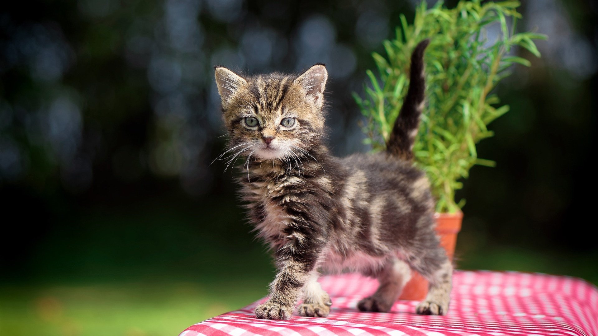 轰炸机伦纳德与收割机凯尔特人，当数据盛宴提前宣判死刑