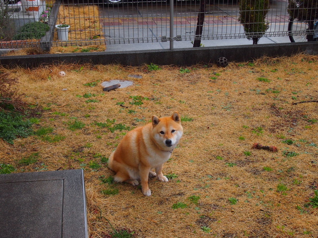 绿茵版图重绘，委内瑞拉决胜局淬炼新王，巴斯托尼一锤定音