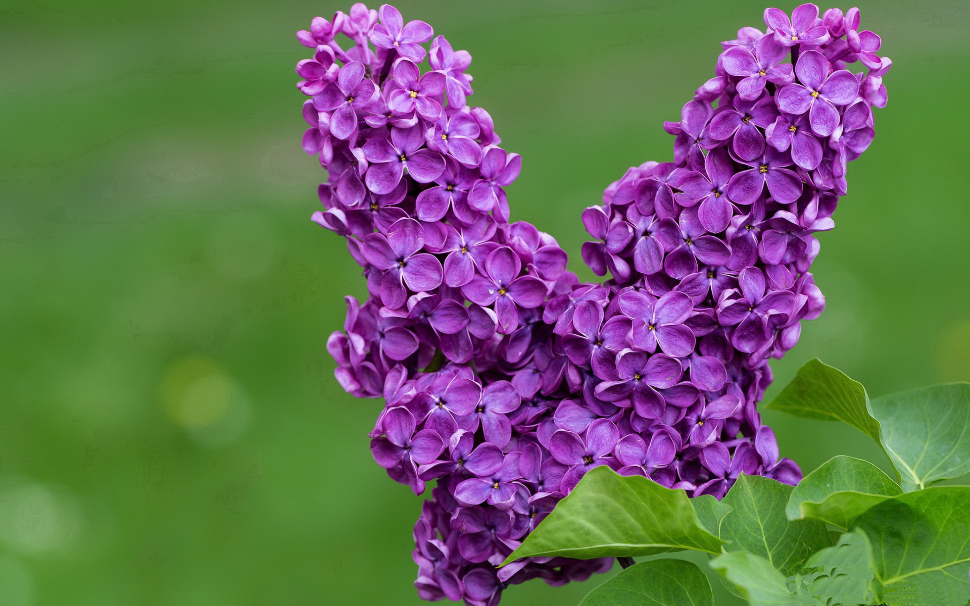 开云体育登录-绿茵场上的跨界对话，当拜仁遇见澳大利亚，福登如何成为全场焦点