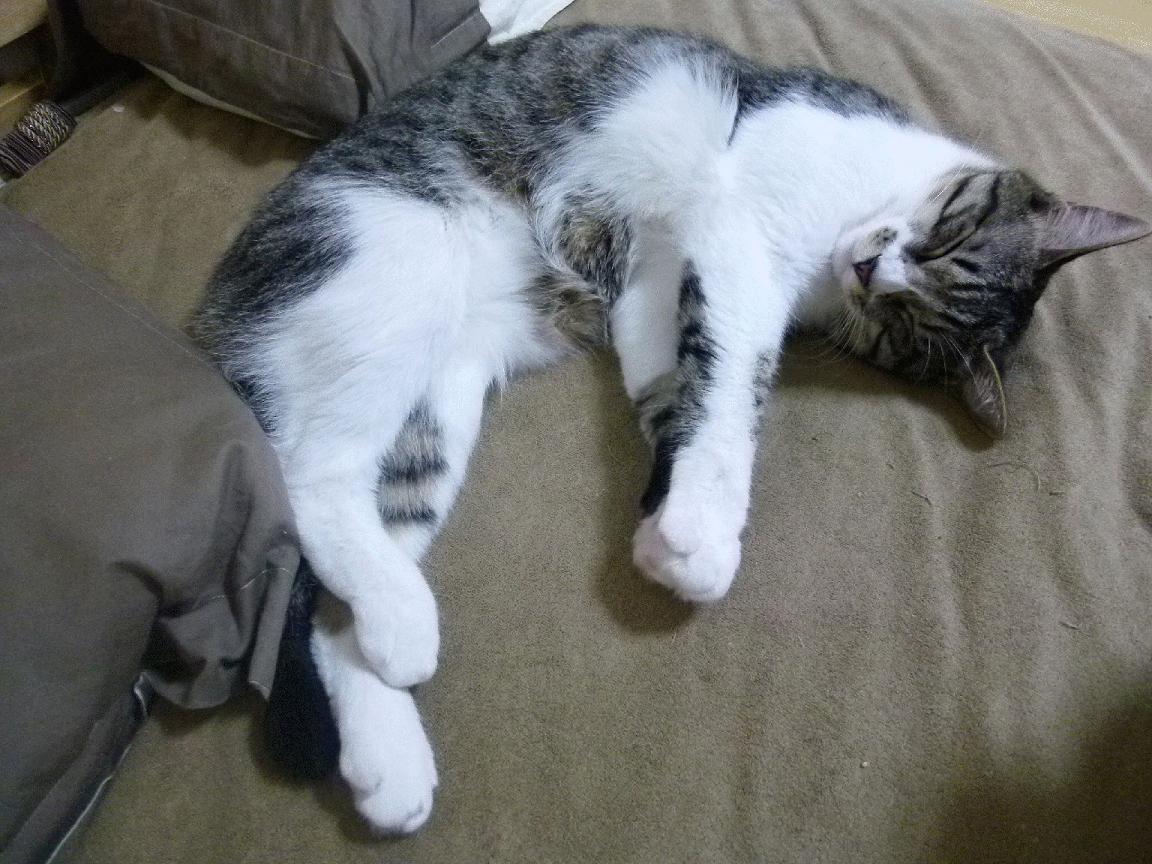 开云-当威尔士的节奏遇见墨西哥的脉搏，解密英超争冠战的操控哲学