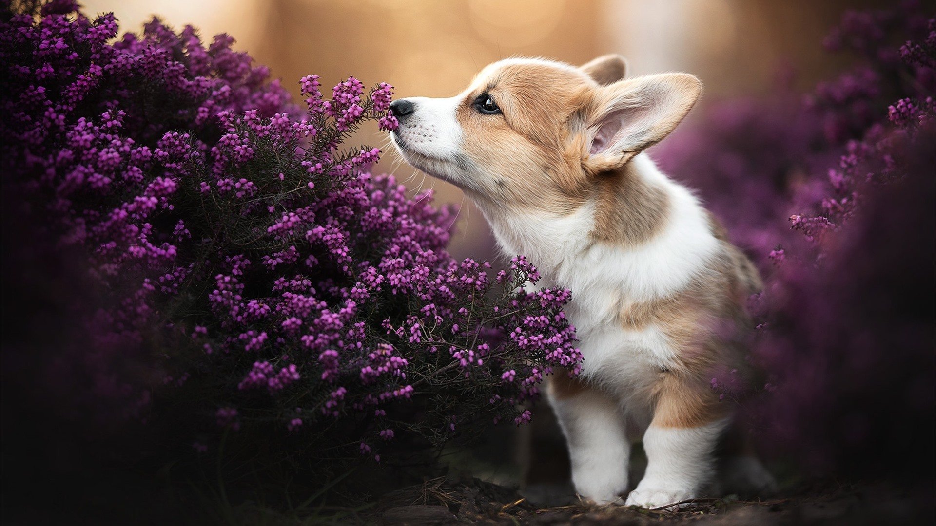 绿洲风暴，2026世界杯焦点战，巴拉圭用查科狂想曲一波带走佛罗伦萨