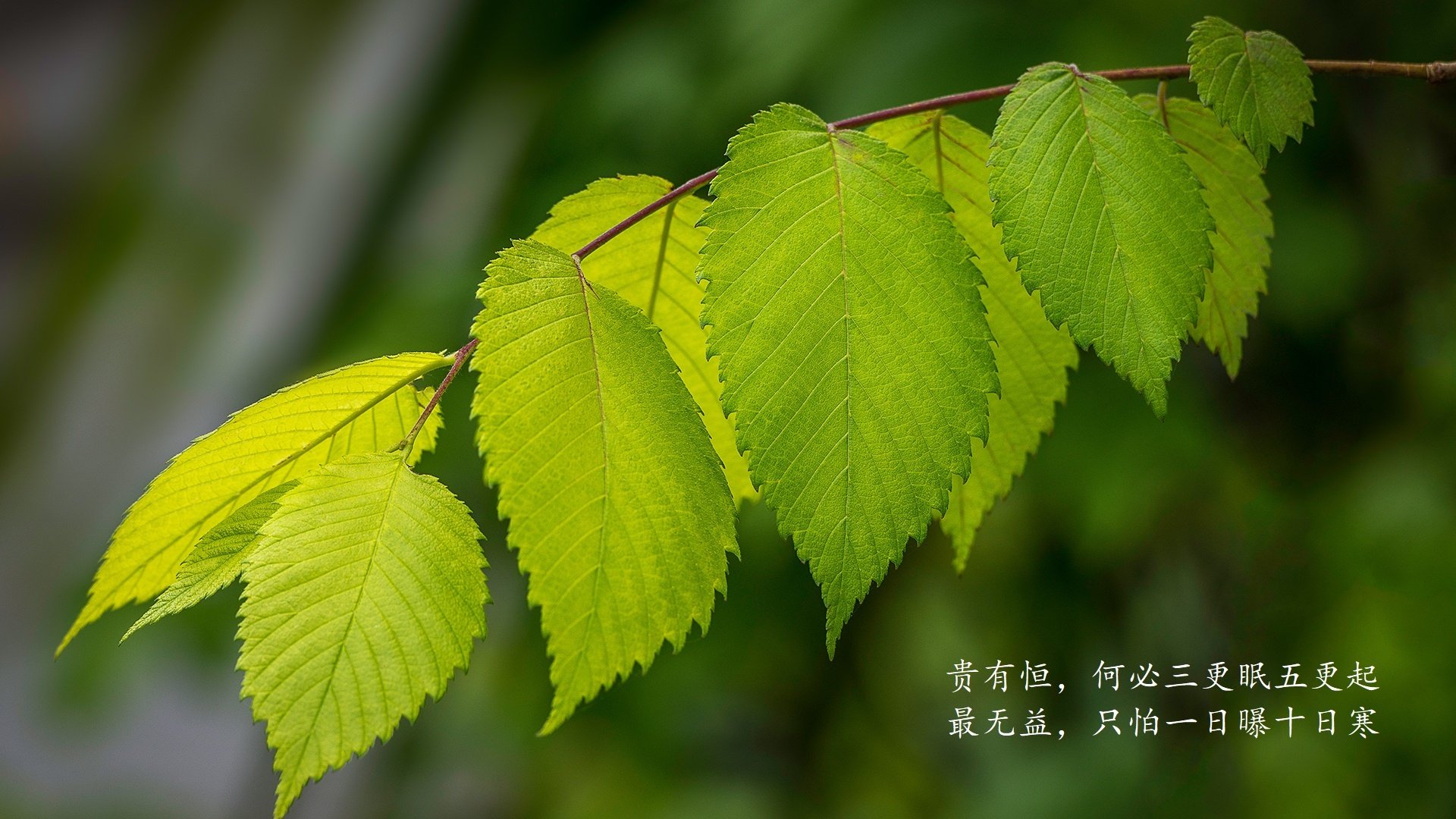 华沙之夜,2026世界杯G组生死战,波兰绝杀英格兰,塔雷米封神之夜改写命运